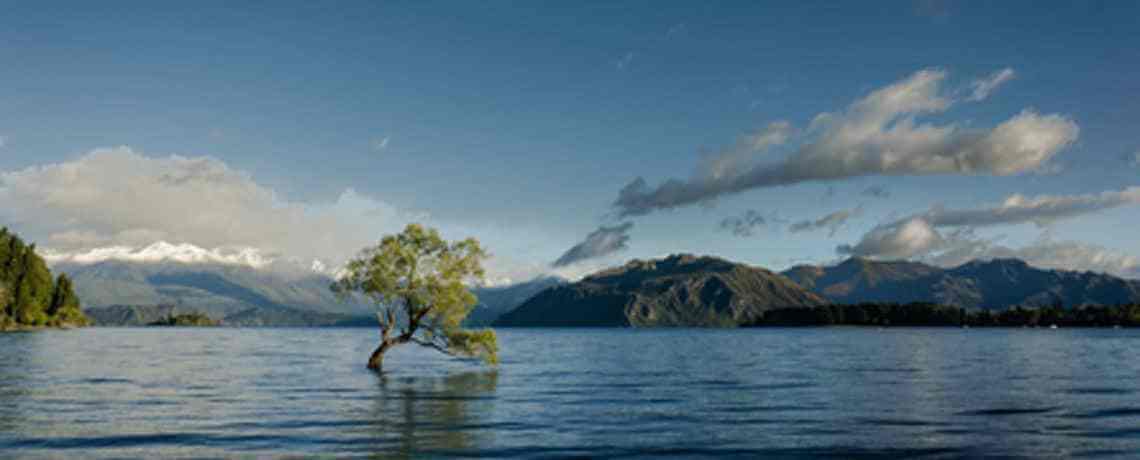 Here’s an Interesting Idea: Trees Need an Email Address